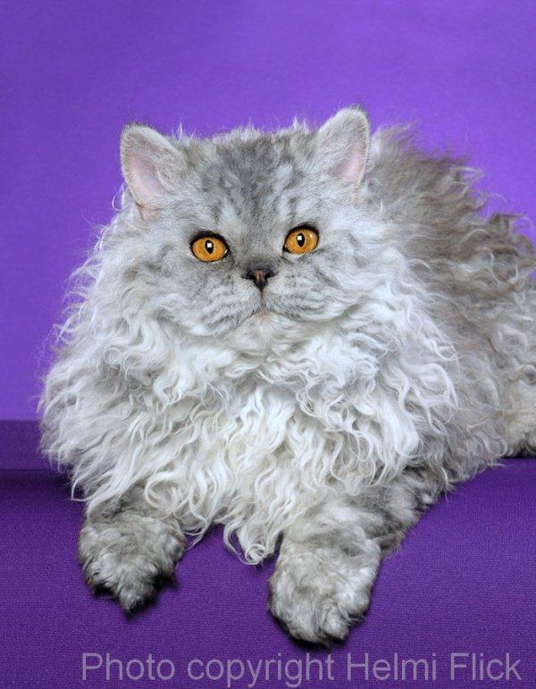 Selkirk Rex Longhair