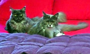 Quinn (left) and Zak (right) - photo by Helmi Flick Quinn (left) and Zak (right) - photo by Helmi Flick