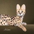 serval cat serval cat