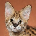 serval cat serval cat