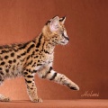 serval cat serval cat