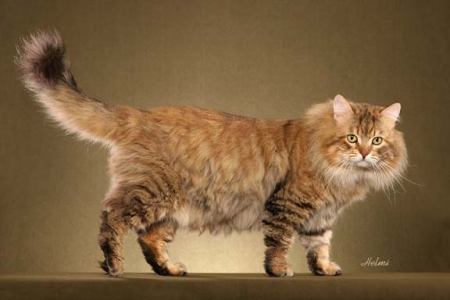 siberian cat