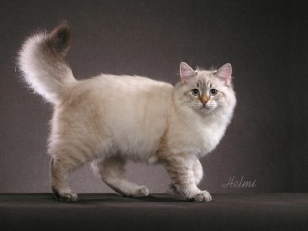 siberian cat