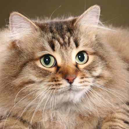 siberian cat