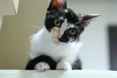 vaccinated cat