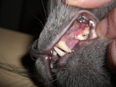 Periodontal disease - vet needs to clean under the gums hence general anesthetic - Photo by Eric__I_E Periodontal disease - vet needs to clean under the gums hence general anesthetic - Photo by Eric__I_E