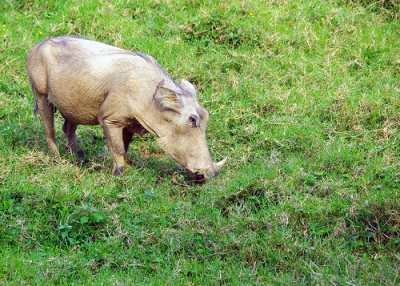 Warthog