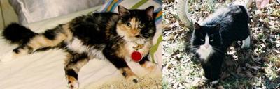 Scrappy and Whiskers Scrappy and Whiskers