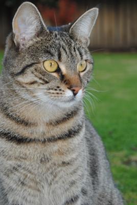 beautiful non-pedigree cat beautiful non-pedigree cat