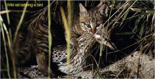 wild cat catching a bird