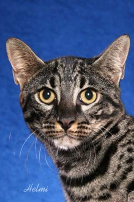 Safari Cat - photo copyright Helmi Flick - please respect copyright Safari Cat - photo copyright Helmi Flick - please respect copyright