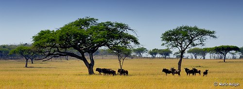 Wildebeest