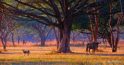 Wildebeest Africa