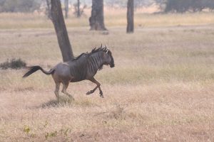 Wildebeest