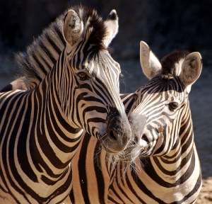 Zebra