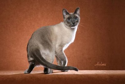 Thai cat Classic Siamese cat