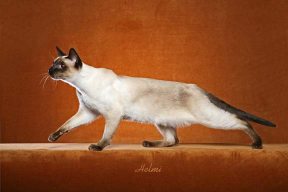 Thai cat - Siamese cat history