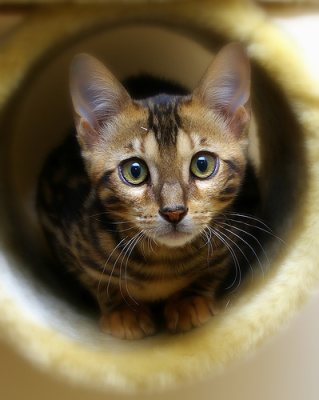 Bengal cat kitten