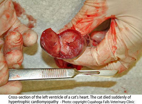 Diseased cat heart - feline hypertrophic cardiomyopathy