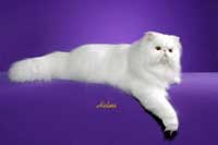 Modern Persian cat