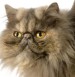 Persian cat with round head