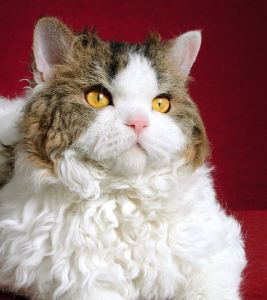 Selkirk Rex cat