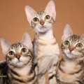 sokoke cat