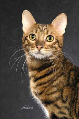 Toyger cat pictures of cats