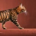 toyger cat - pictures of cats