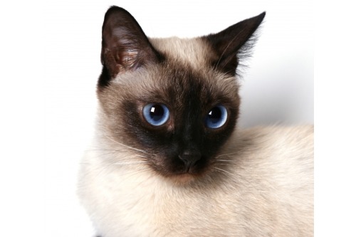 siamese cat colors and patterns photos