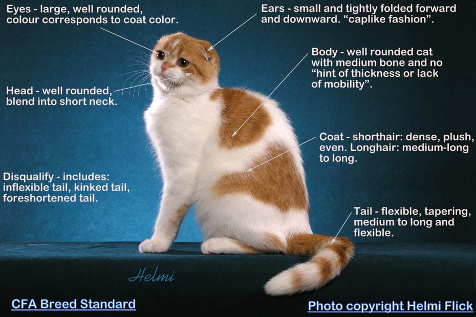 Illustrated Scottish Fold breed standard from the CFA Scottish Fold Breed Standard