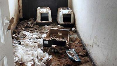 Cats living in their own shit! Cats living in their own shit!