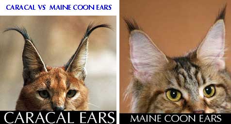 caracal versus Maine Coon ears