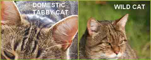 wild cat to domestic cat comparison of ear shape and size