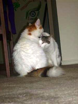 Gypsy grooming her old roomate Apollo Gypsy grooming her old roomate Apollo