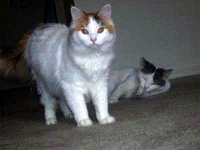 Gypsy and Apollo again Gypsy and Apollo again