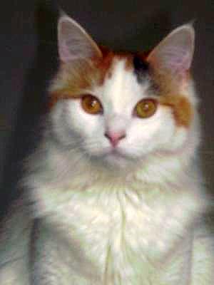 No, I did not take my cat to a portrait studio! No, I did not take my cat to a portrait studio!