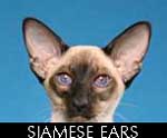 Modern Siamese cat ears