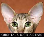 Oriental Shorthair cat ears