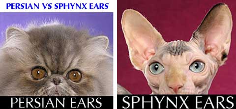 Persian cat versus Sphynx cat ear comparison