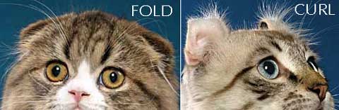 Scottish Fold ears versus American Curl ears