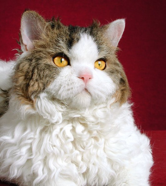 Selkirk Rex cat