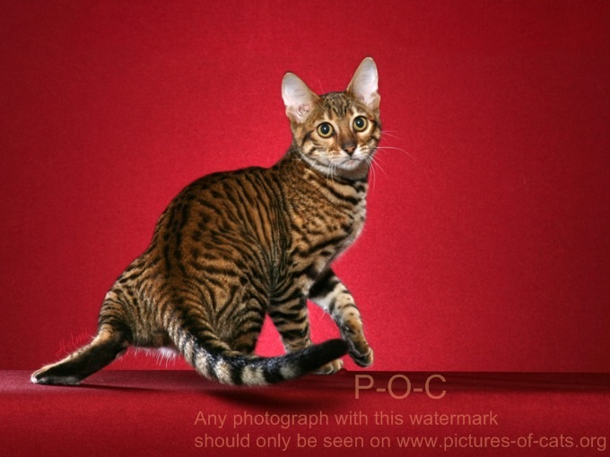 Toyger cat