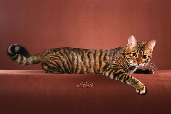 toyger cat